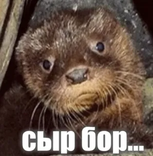 😕 сыр бор... otter, animal, cute, funny, meme telegram sticker