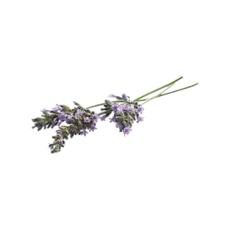 🌸 lavendel, bloem, plant, paars, aromatisch telegram sticker