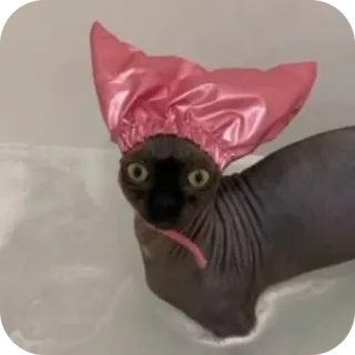 🐱 猫, 無毛猫, スフィンクス, シャワーキャップ, 動物, ペット, 面白い whatsapp sticker