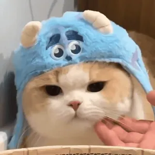🙂 猫, 子猫, 可愛い, 動物, ペット, サリーの帽子 whatsapp sticker
