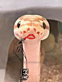 💋 schlange, tier, lippenstift, makeup, schönheit, lustig, reptil whatsapp sticker