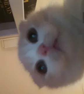🤍 gato, gatinho, animal, fofo, animal de estimação, animal doméstico telegram sticker