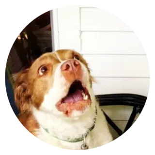 😱 犬, ペット, 動物, びっくり, かわいい, 面白い telegram sticker