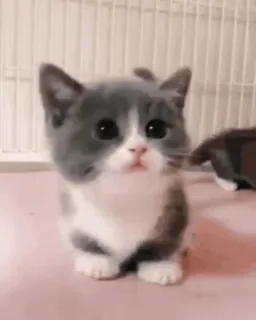 🙁 gato, gatinho, fofo, animal, animal de estimação, animal doméstico telegram sticker