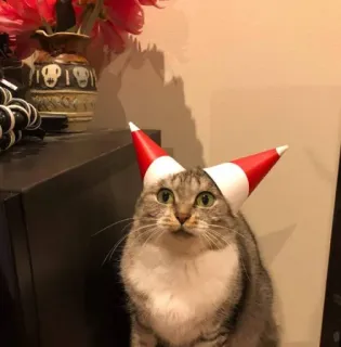 🤩 cat, animal, pet, hat, funny, cute telegram sticker