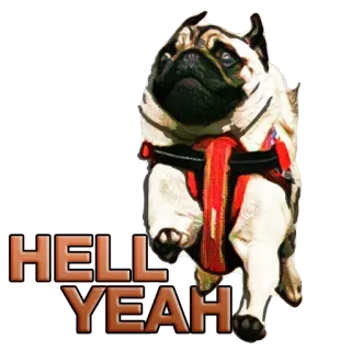 👌 HELL YEAH 퍼그, 강아지, 동물, 애완동물, 텍스트, 재미, 귀여운 telegram sticker