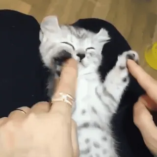 😆 gato, gatito, mascota, animal, lindo, gato doméstico, jugando, dedos whatsapp sticker