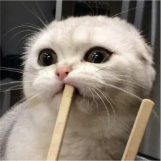 😯 Katze, süß, Tier, Haustier, Essstäbchen, weiße Katze telegram sticker