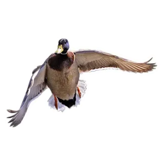 🦆 утка, птица, кряква, летающий, животное, дикая природа telegram sticker