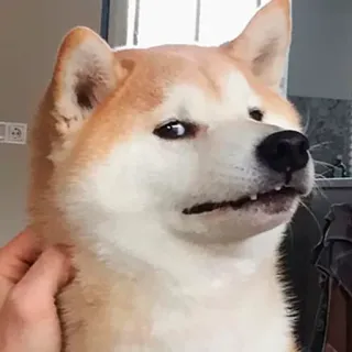 😒 chien, shiba inu, mignon, animal, animal de compagnie, mème telegram sticker