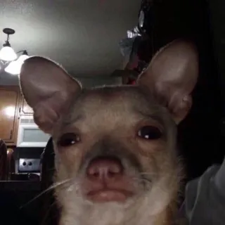 😢 chien, chihuahua, animal de compagnie, animal, triste, drôle, mème telegram sticker