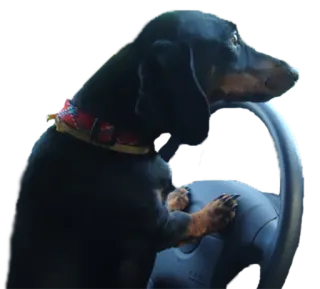 🚗 собака, вождение, руль, животное, домашнее животное whatsapp sticker