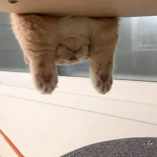 🪐 cat, animal, cute, funny, upside down, kitten, pet, domestic animal telegram sticker