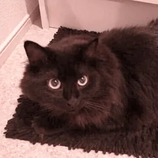 🐈 Katze, schwarze Katze, Haustier, Tier, Haustier, süß, flauschig, Teppich whatsapp sticker