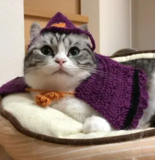 🧙 cat, halloween, witch, costume, pet whatsapp sticker