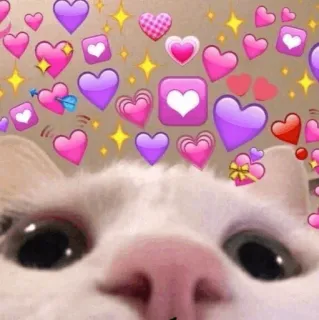 🌿 kat, harten, liefde, schattig, dier, sticker telegram sticker