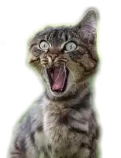 🙀 gatto, animale, scioccato, felino, meme whatsapp sticker