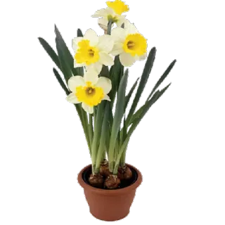 🌸 hoa, hoa thủy tiên, cây, mùa xuân, thiên nhiên, vàng, trắng telegram sticker