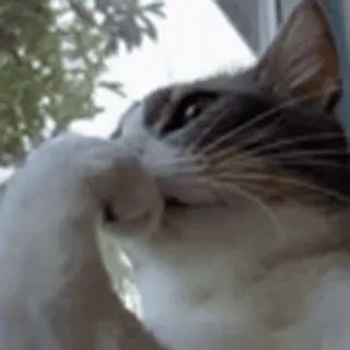 🤍