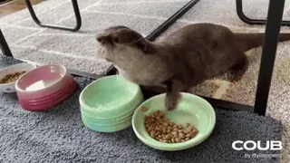 🍳 COUB Otter, Tier, süß, Essen, Haustier telegram sticker