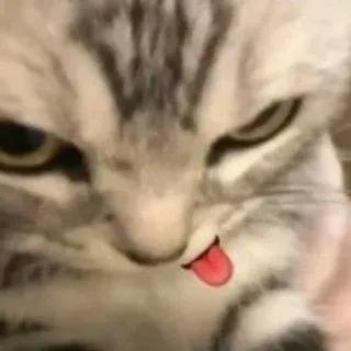 🤪 고양이, 동물, 애완동물, 혀, 귀여운, 밈, 웃긴 telegram sticker