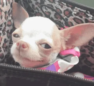 🐩 dog, chihuahua, animal, pet, cute, funny telegram sticker