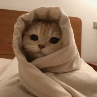 😴 猫, 子猫, ブランケット, 可愛い, 動物, ペット telegram sticker