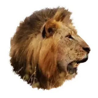😲 лев, животное, дикая природа, король, грива, кошачий telegram sticker