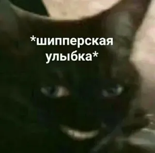 😃 *шипперская улыбка* Katze, Meme, Shipper, Lächeln, Tier whatsapp sticker