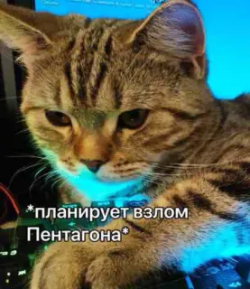 🤫 * планирует взлом Пентагона * gato, pentágono, hackeo, animal, ordenador, meme telegram sticker