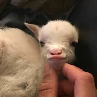 ☺️ chèvre, animal, cabri, mignon, animal de compagnie, animal de ferme telegram sticker