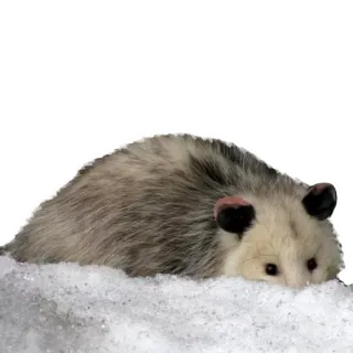 😝 Opossum, Tier, Säugetier, Wildtier, Beuteltier, Schnee whatsapp sticker