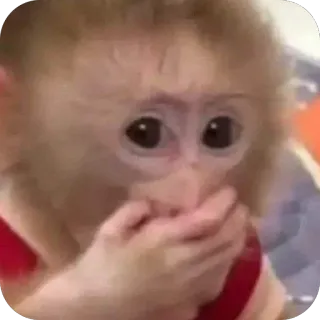😧 monkey whatsapp sticker