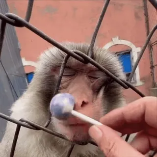 🤣 macaco, pirulito, animal, fofo, zoo, primata whatsapp sticker