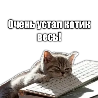 😴 Очень устал котик весь! cat, keyboard, tired, sleepy, meme telegram sticker