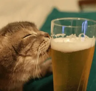 🍺 telegram sticker