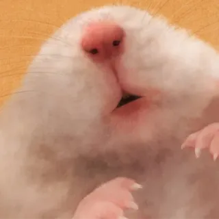 🐹 hamster, animal, pet, rodent, cute, small telegram sticker