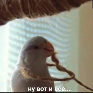 😢 ну вот и все.... uccello, pappagallo, russo, carino, animale telegram sticker