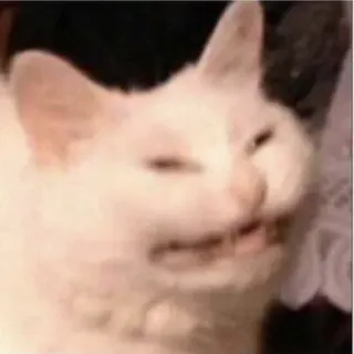 😂 gatto, arrabbiato, meme, bianco, animale, divertente telegram sticker