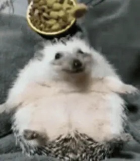 🍩 hedgehog, cute, animal, pet, funny whatsapp sticker