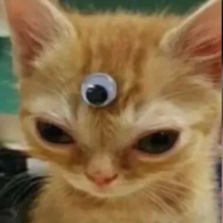 👁 猫, ギョロ目, 面白い, 動物, ペット, 子猫 telegram sticker