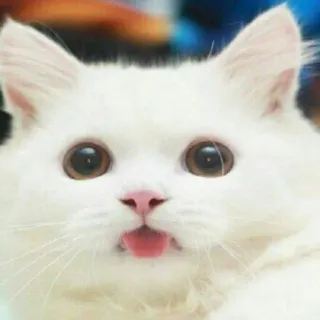 😛 кот, белый кот, домашнее животное, животное, милый, язык, пушистый telegram sticker