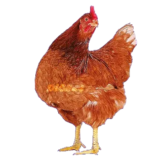 🐓 chicken, poultry, farm animal, bird, animal, livestock telegram sticker