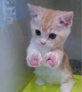 🥲 кошка, котенок, милый, животное, домашняя кошка telegram sticker