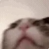 🐱
