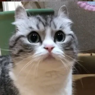 😒 cat, cute, animal, pet, kitten, grey whatsapp sticker