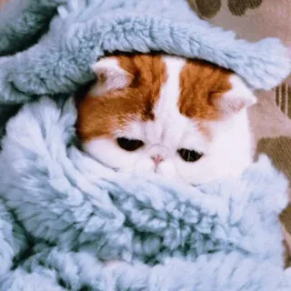 😙 mèo, dễ thương, động vật, thú cưng, chăn, ấm cúng telegram sticker