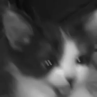🐈‍⬛️ кошка, питомец, животное, черно-белый, млекопитающее telegram sticker
