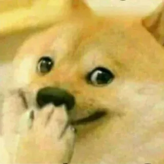🤭 doge, pies, mem, śmieszne, słodkie, zwierzę telegram sticker