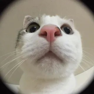 💩 cat, animal, pet, cute, funny, close-up telegram sticker